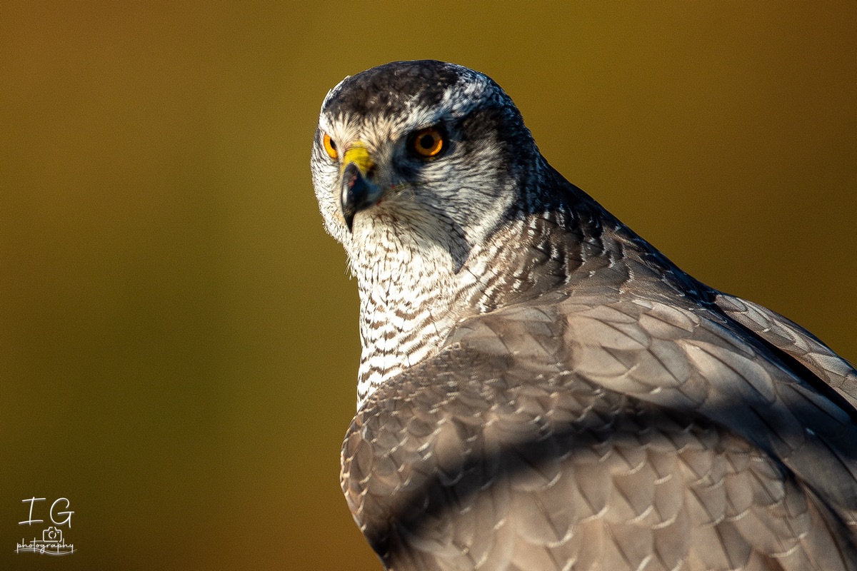 1DX43079 21 november 2021 1139 09